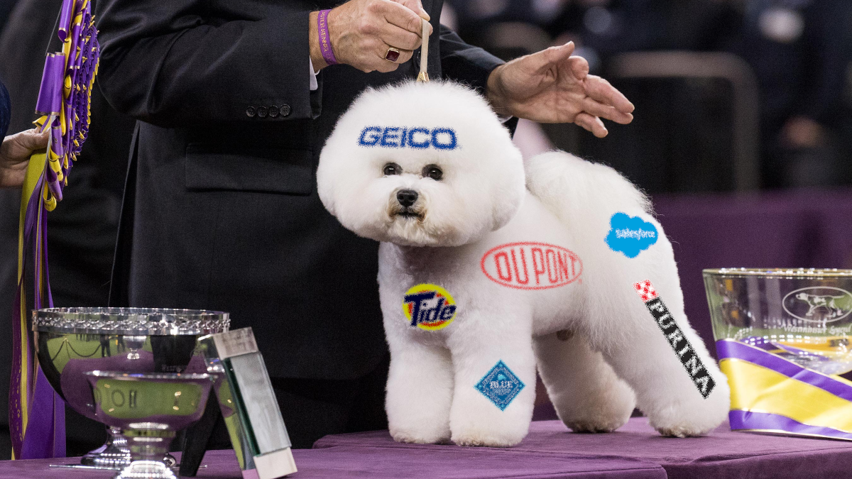 Westminster To Allow On-Dog Sponsorships