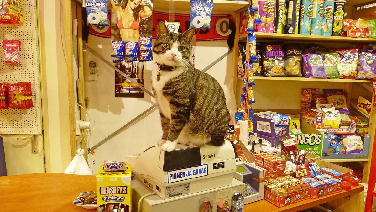 Bodega Cat Promoted to CFO