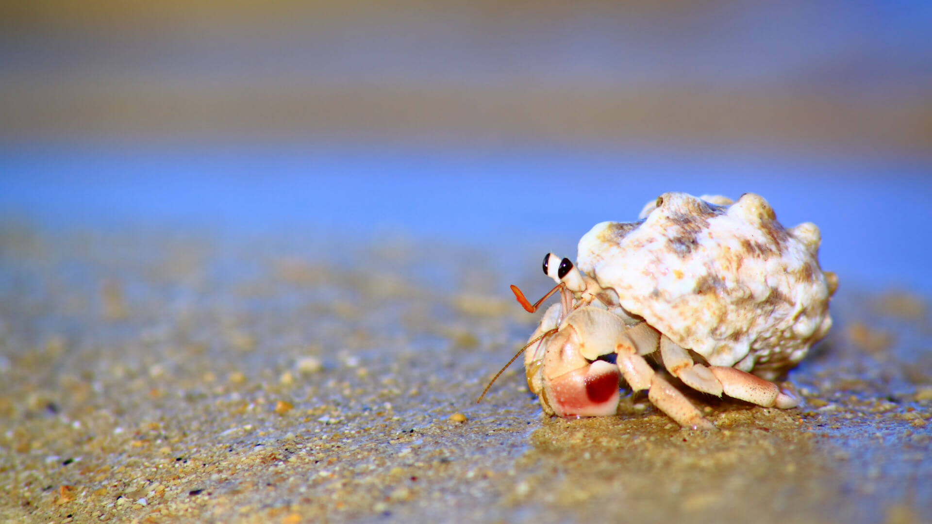 Report: Ultra-Rich Hermit Crabs Hiding Assets in Caribbean Shell Companies