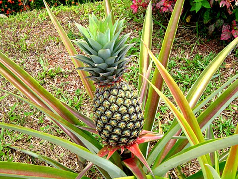 pineapple